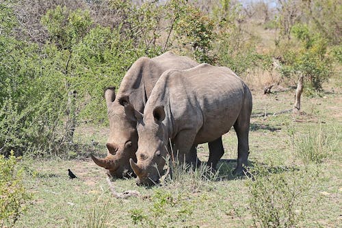 Southern white rhinoceros (Ceratotherium simum)